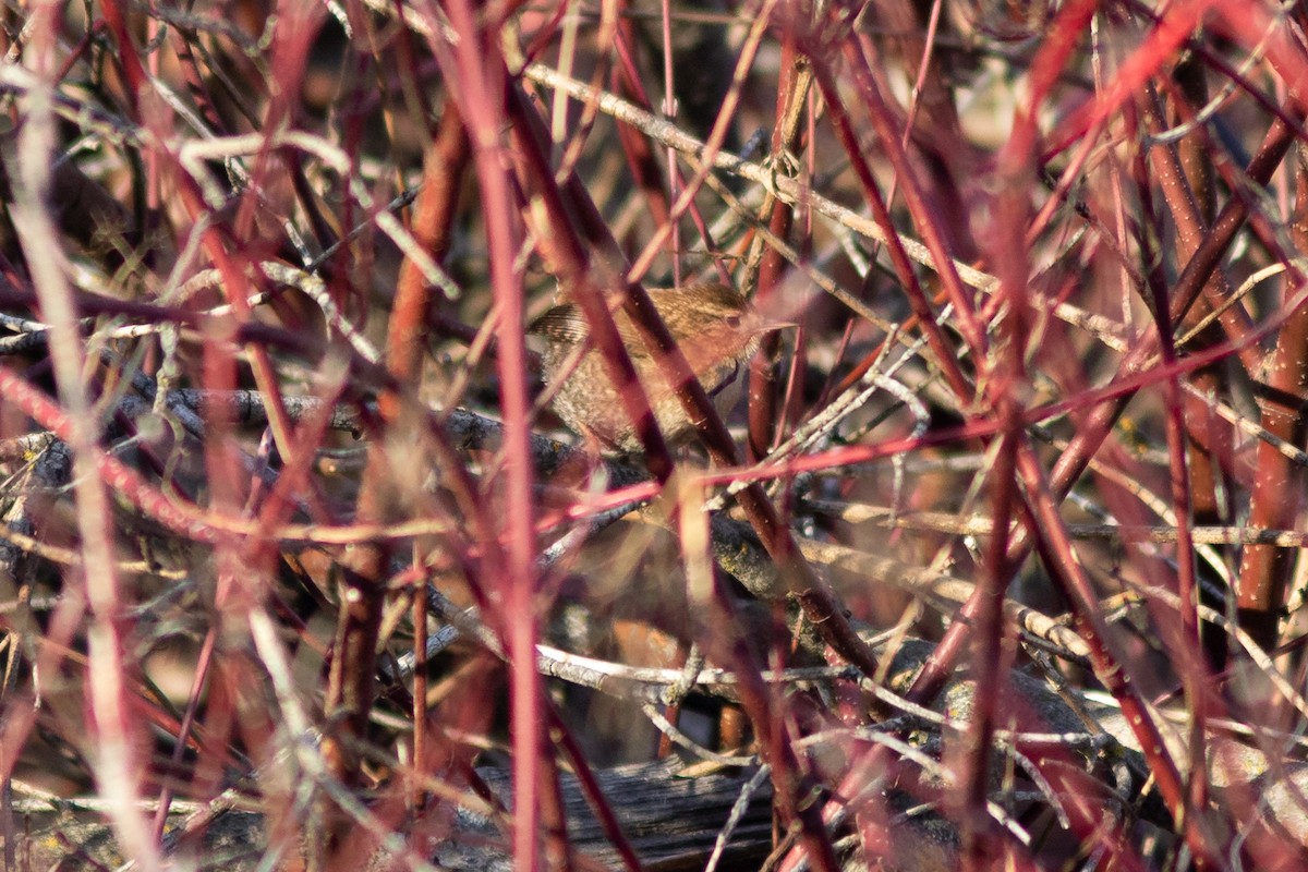 střízlík kanadský - ML647856624