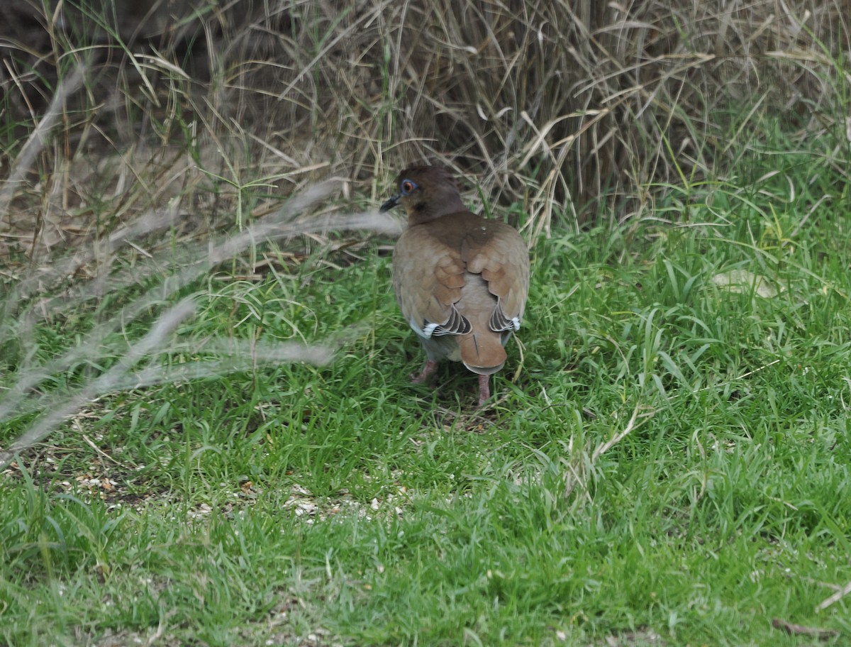 White-winged Dove - ML647856625