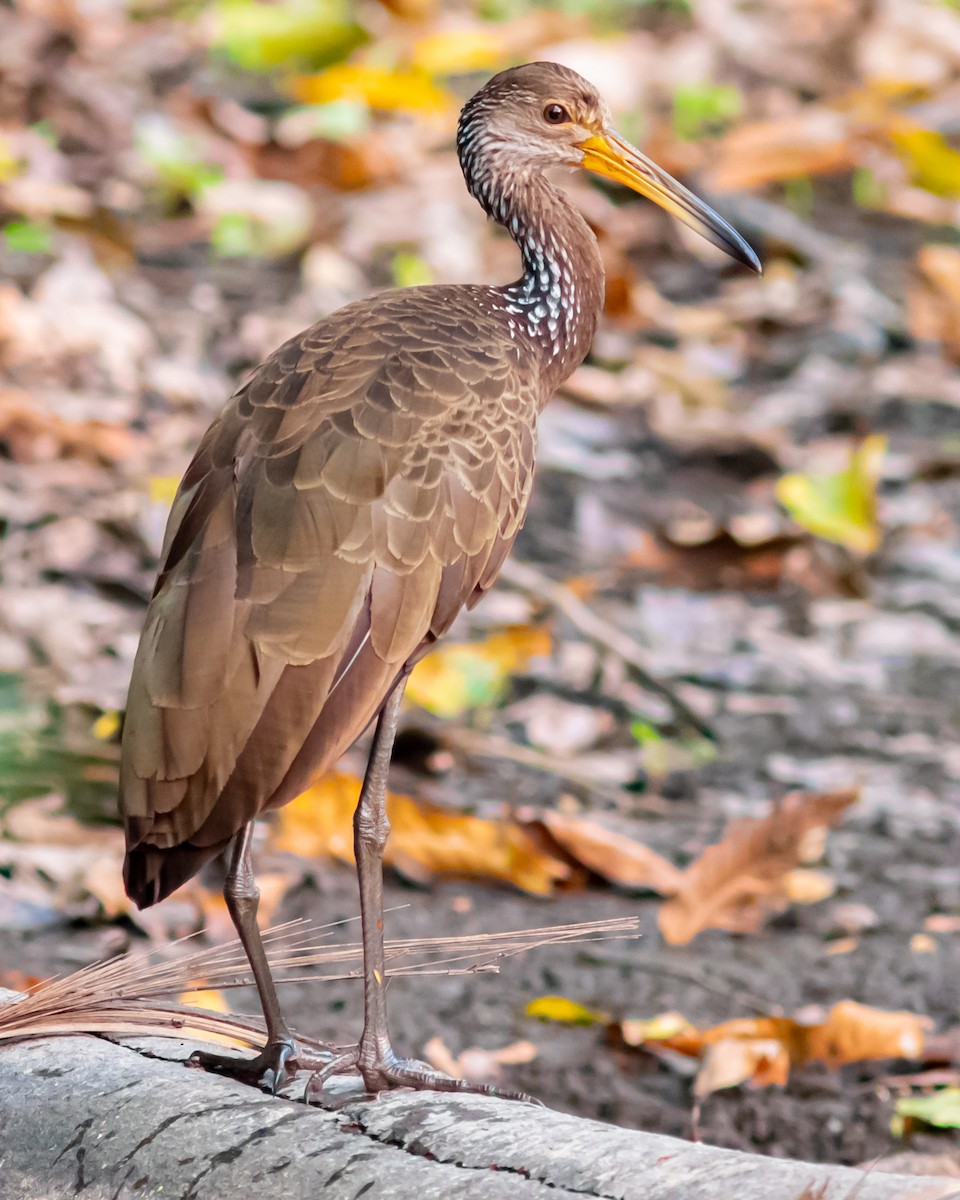Limpkin - ML647856626