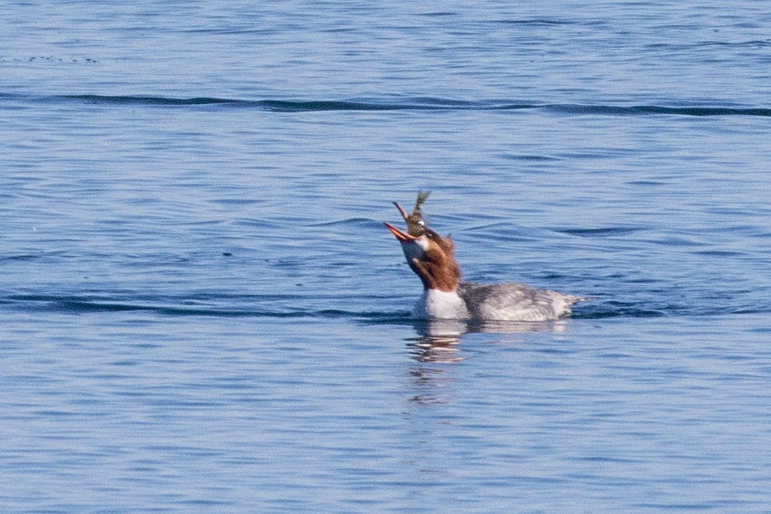 川秋沙 - ML647856627
