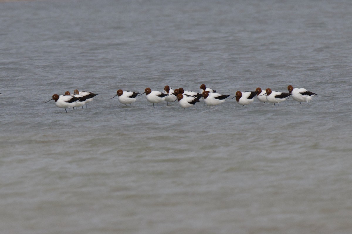 Red-necked Avocet - ML647856628
