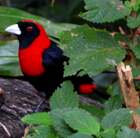 Crimson-collared Tanager - ML647856629