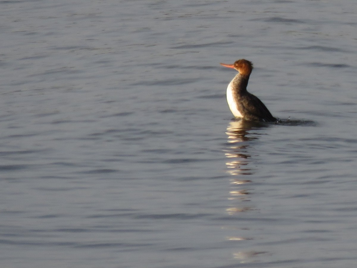 紅胸秋沙 - ML647856630