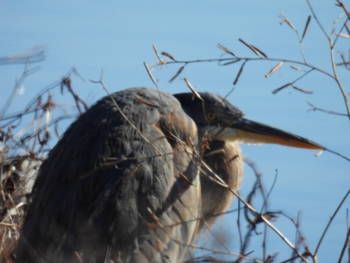 Great Blue Heron - ML647856631