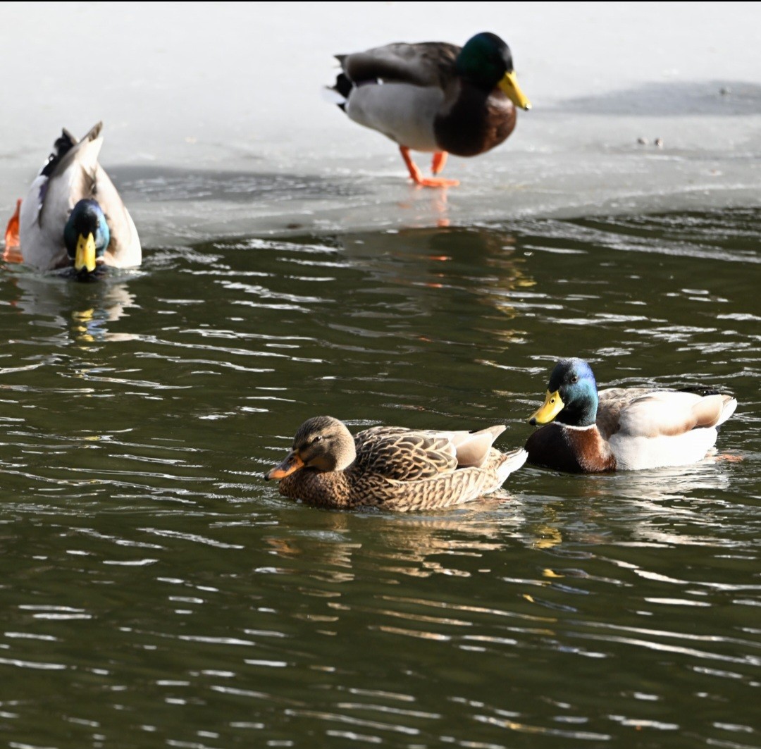 綠頭鴨 - ML647856635