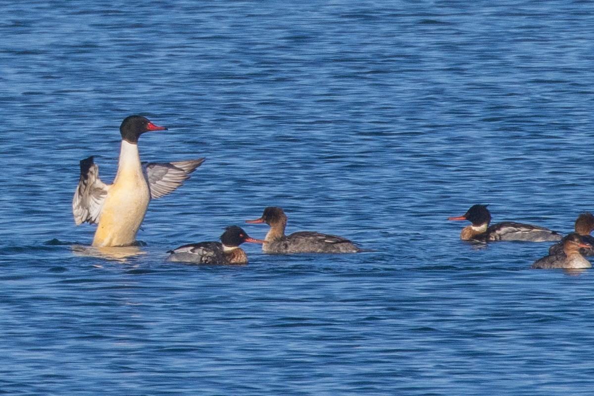 紅胸秋沙 - ML647856636