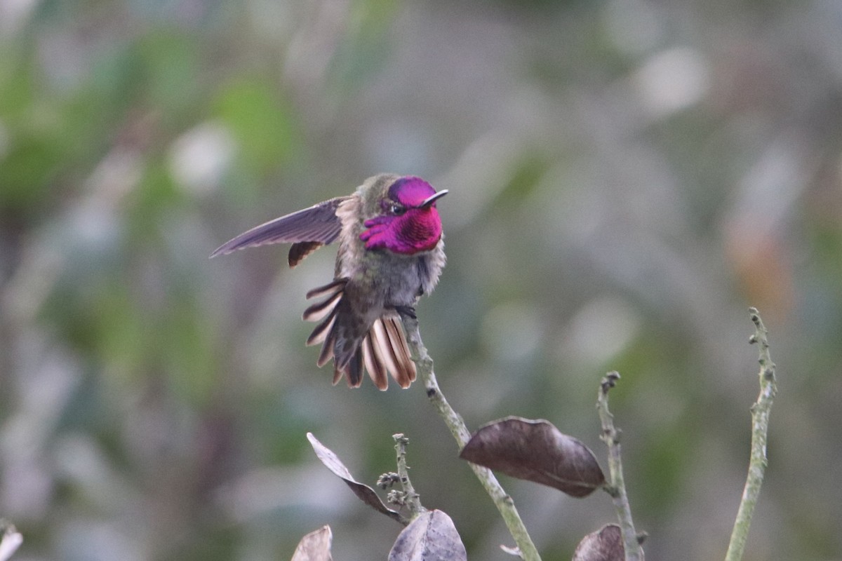 Anna's Hummingbird - ML647856637
