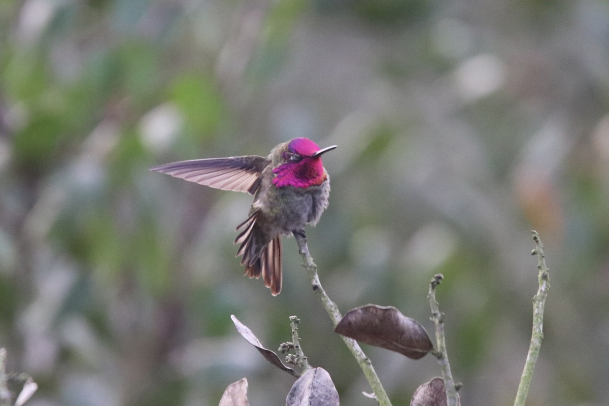 Anna's Hummingbird - ML647856638
