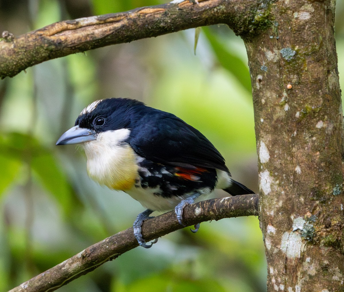 Spot-crowned Barbet - ML647856639