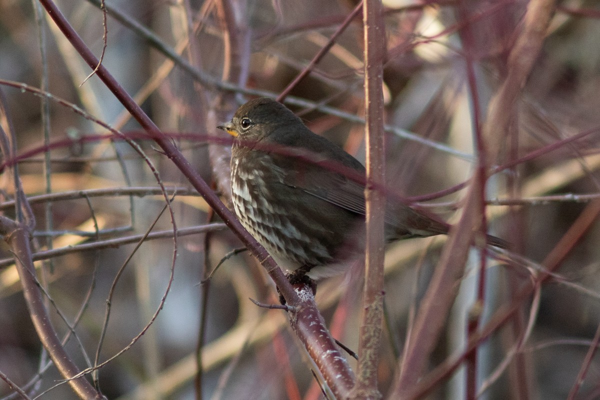 Fox Sparrow - ML647856640