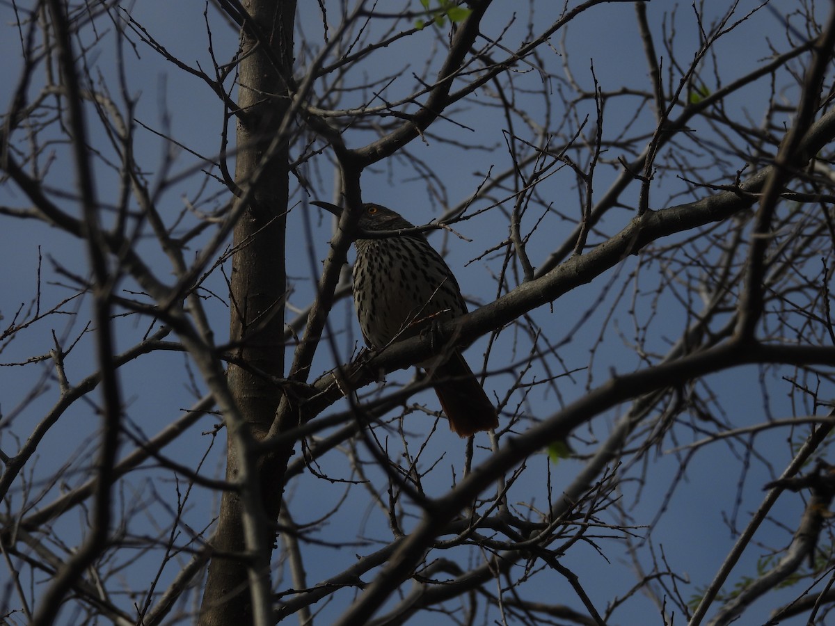 Long-billed Thrasher - ML647856641