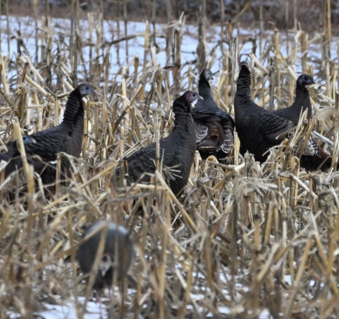 火雞 - ML647856642