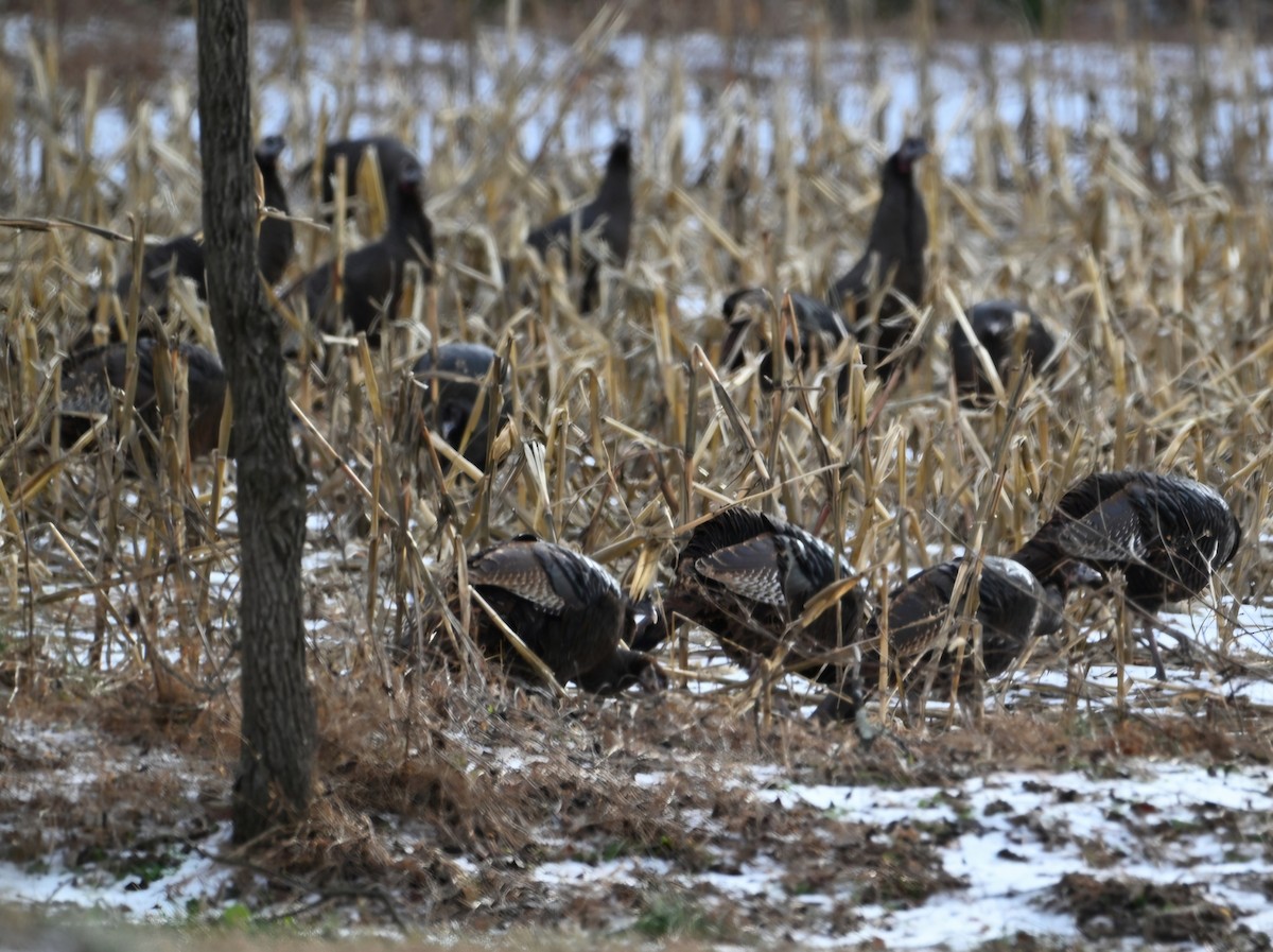 火雞 - ML647856643