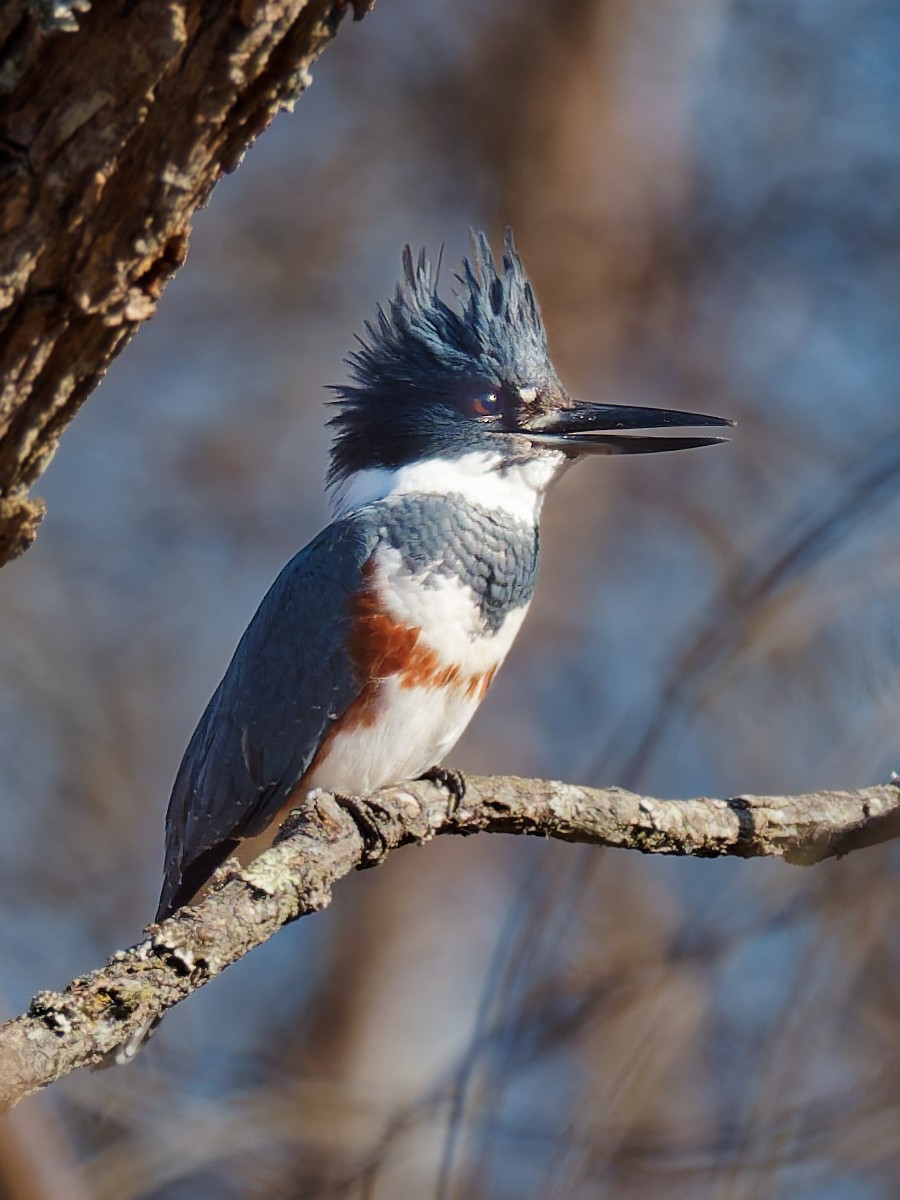 Belted Kingfisher - ML647856645