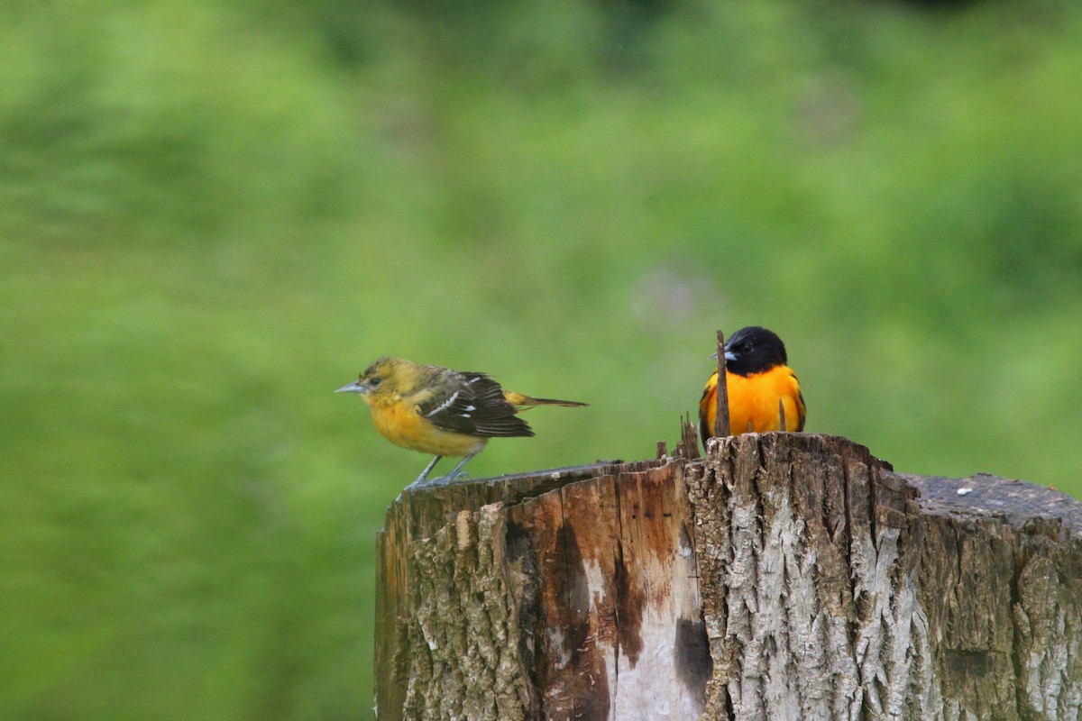 ボルチモアムクドリモドキ - ML647856648