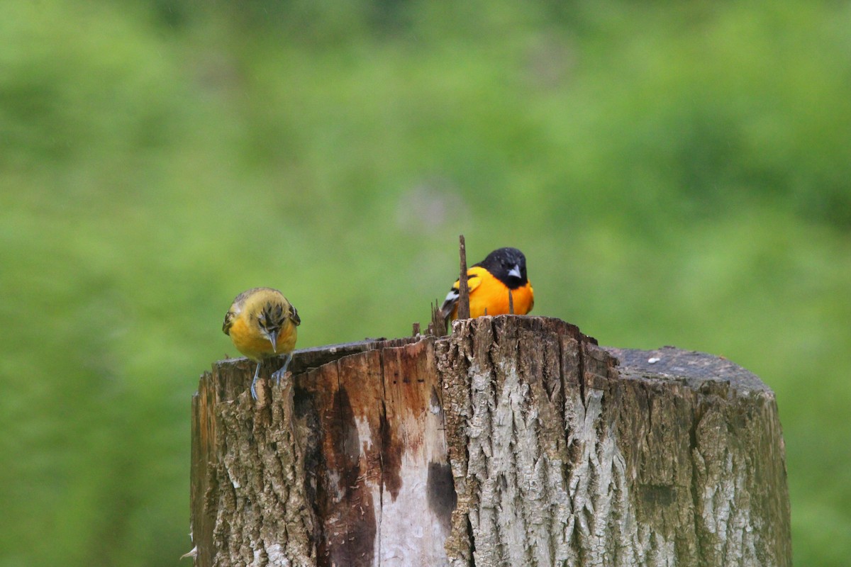 ボルチモアムクドリモドキ - ML647856649