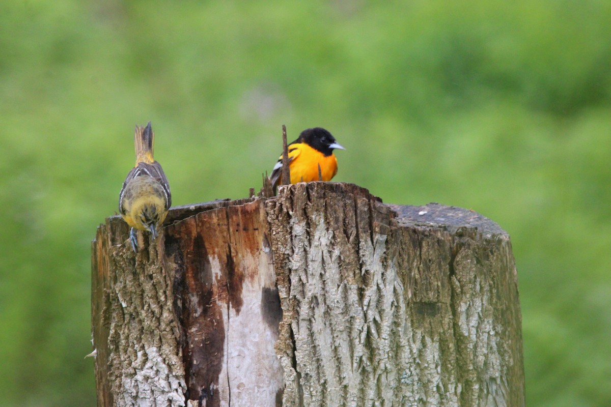 ボルチモアムクドリモドキ - ML647856650