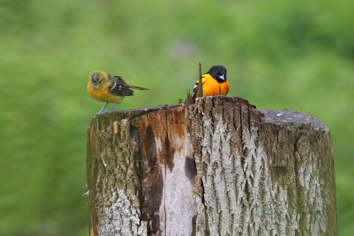 ボルチモアムクドリモドキ - ML647856651