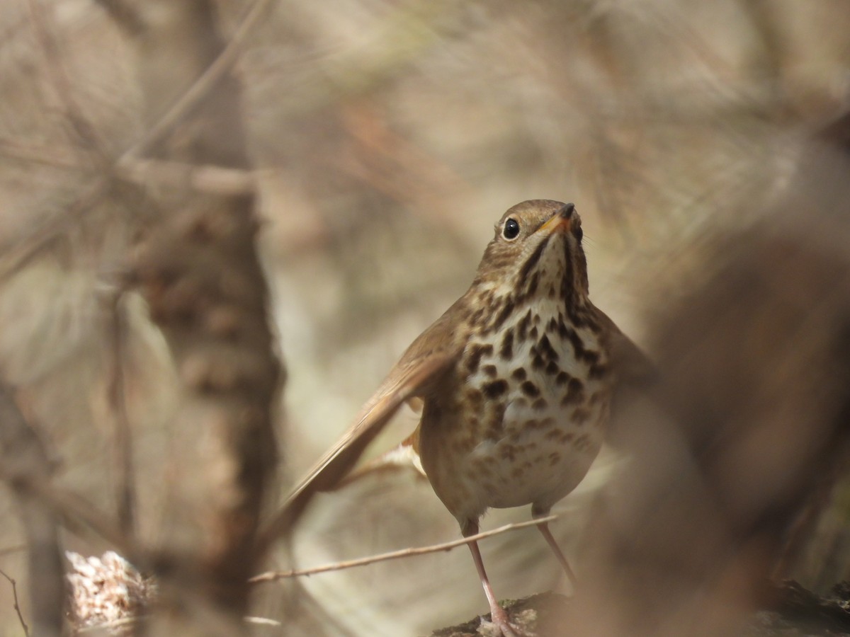 Grive solitaire - ML647856672