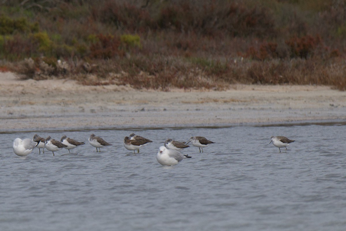 Common Greenshank - ML647856679
