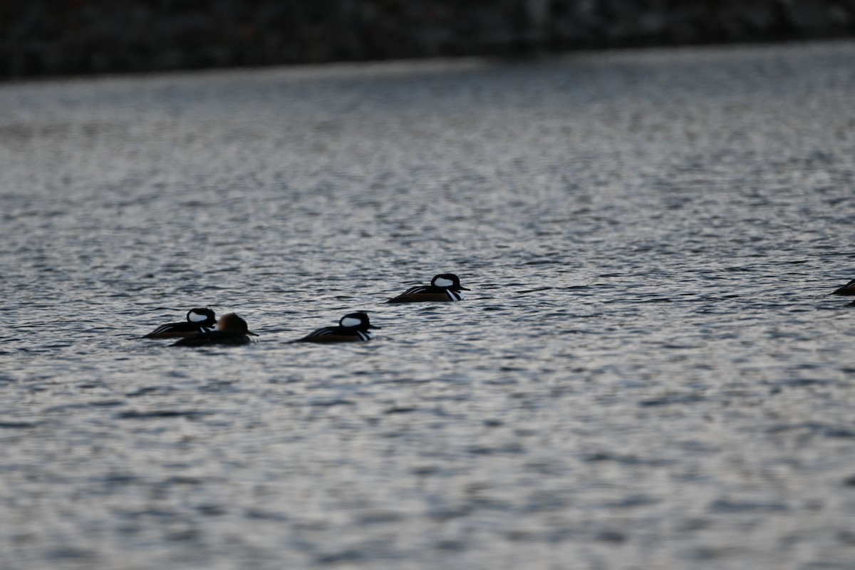 Hooded Merganser - ML647856682
