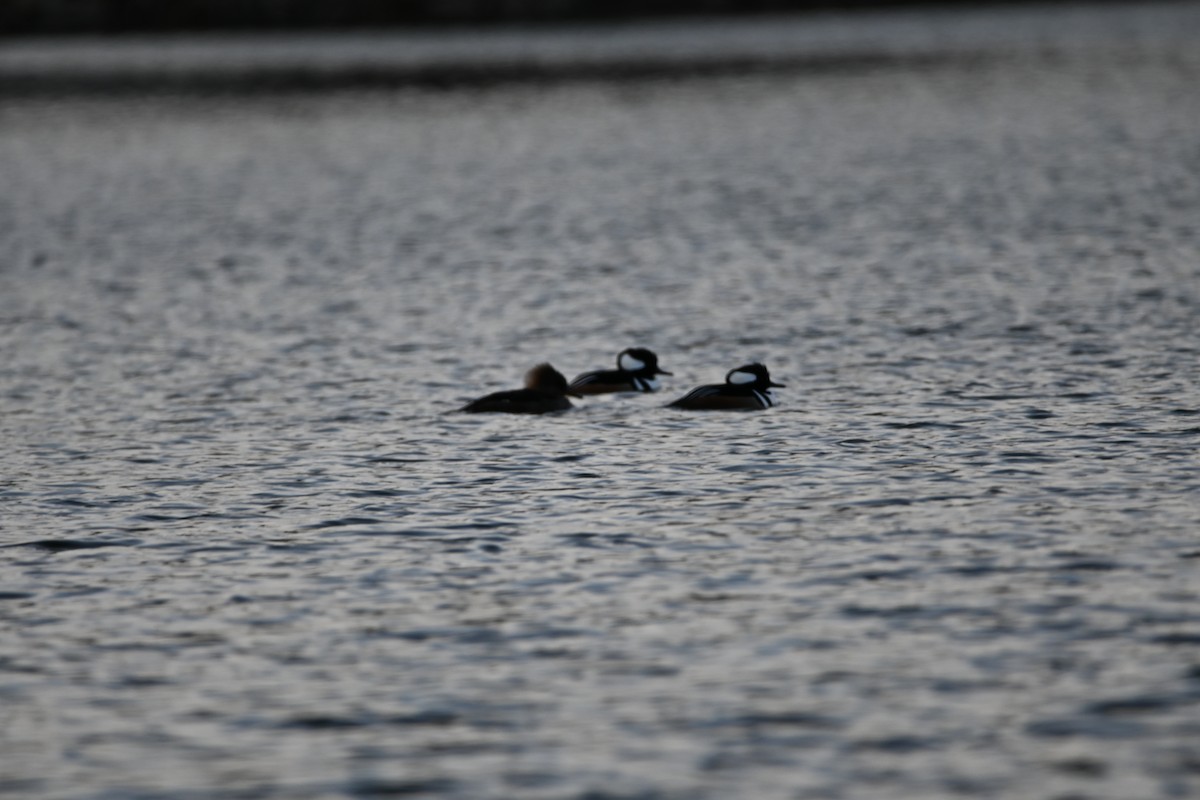 Hooded Merganser - ML647856683