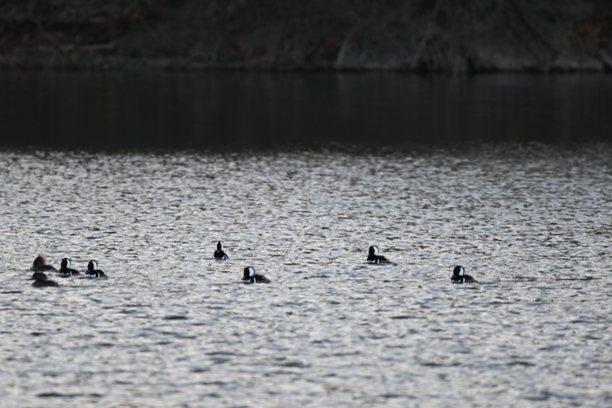 Hooded Merganser - ML647856685