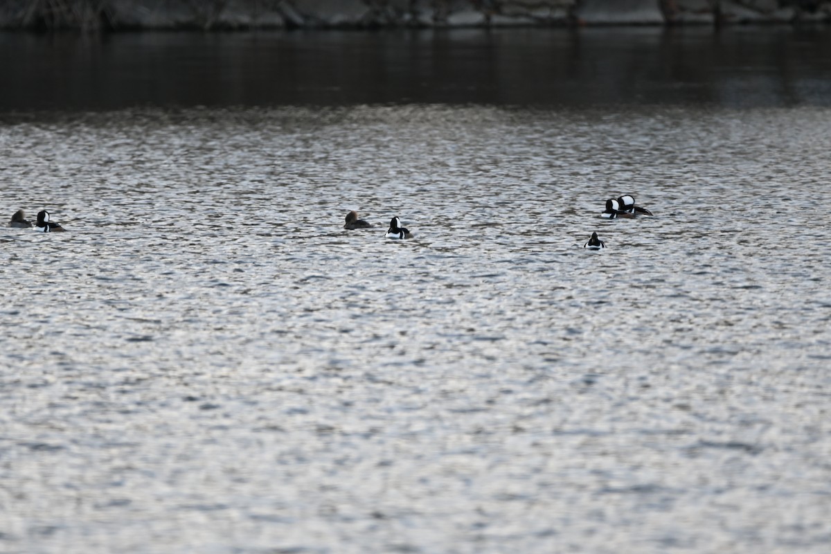 Hooded Merganser - ML647856686