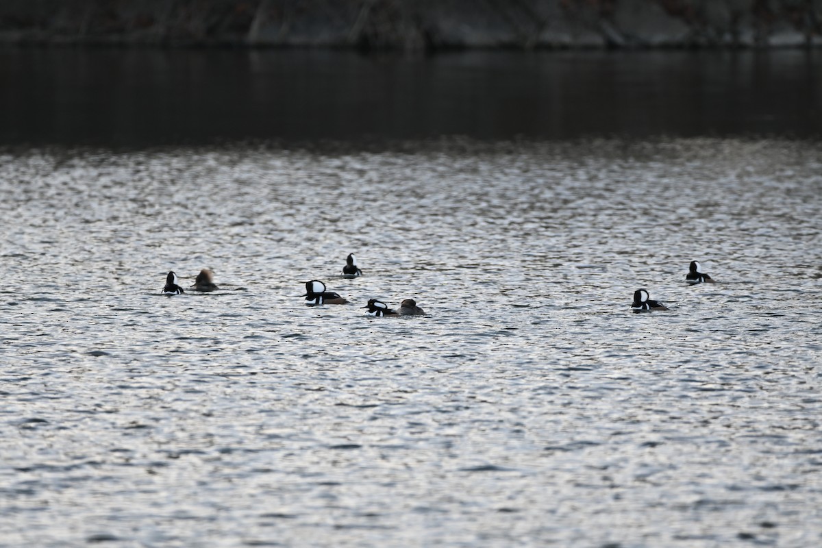 Hooded Merganser - ML647856687