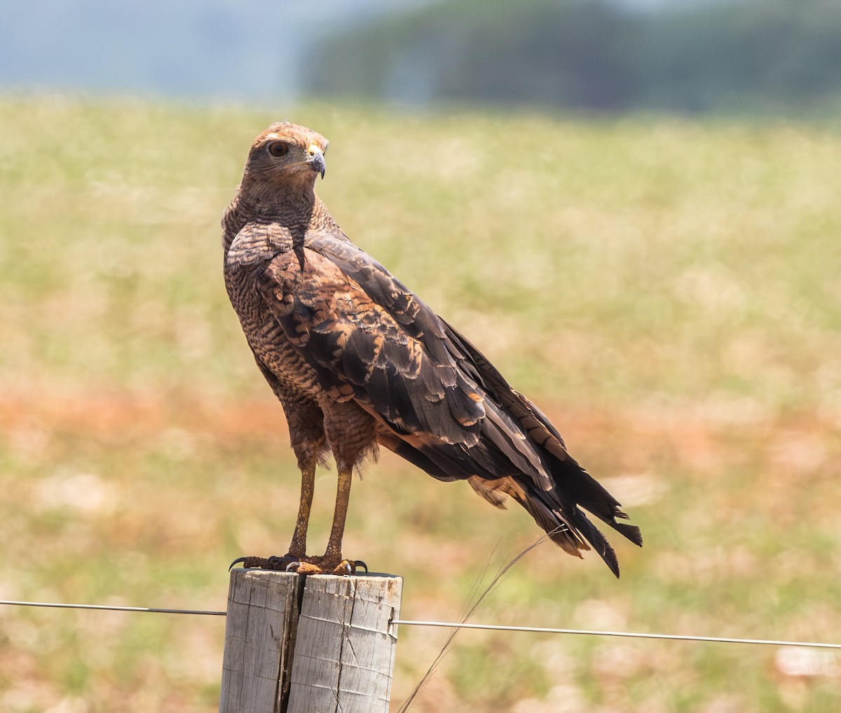 Savanna Hawk - ML647856692