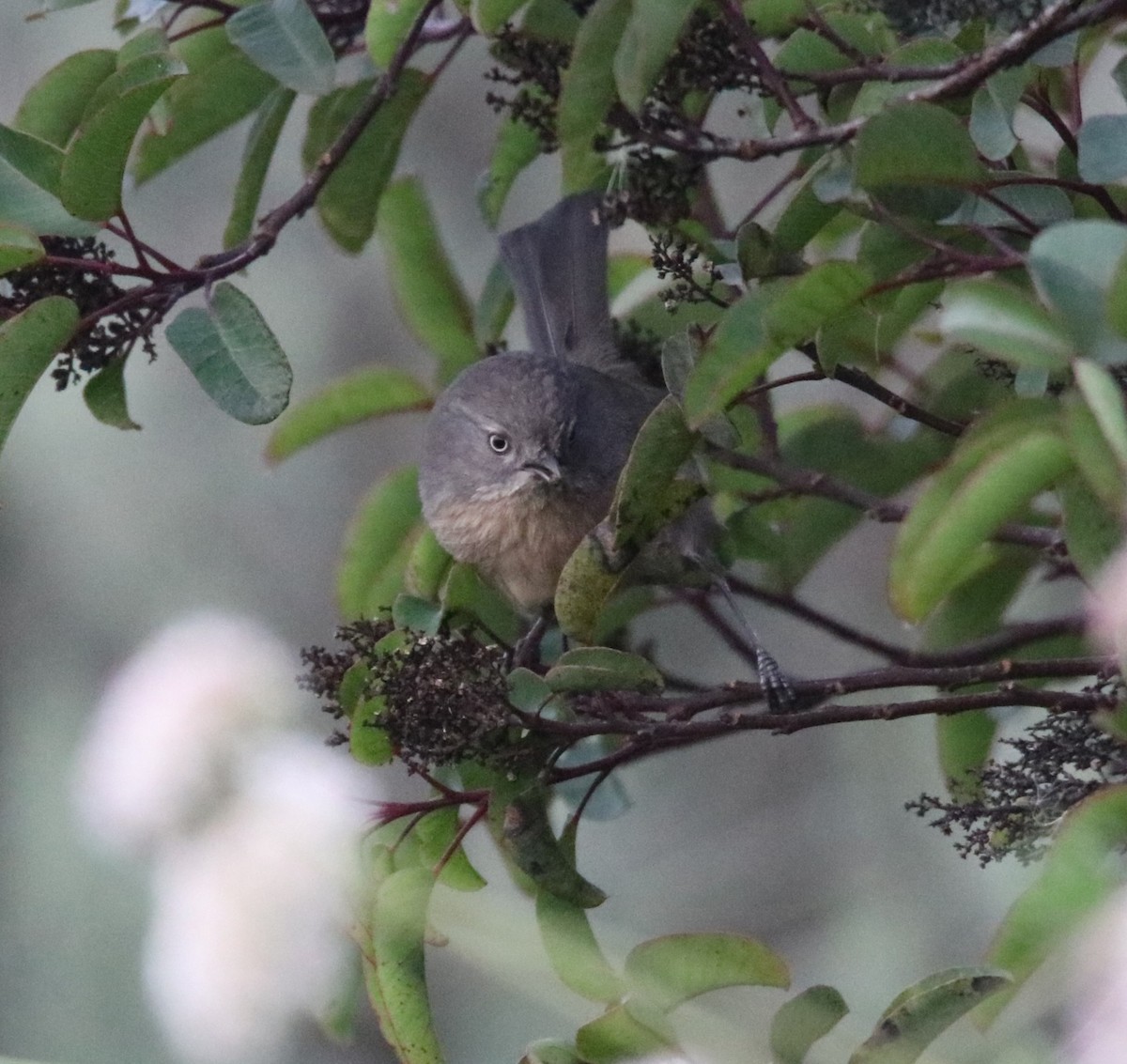 Wrentit - ML647856694