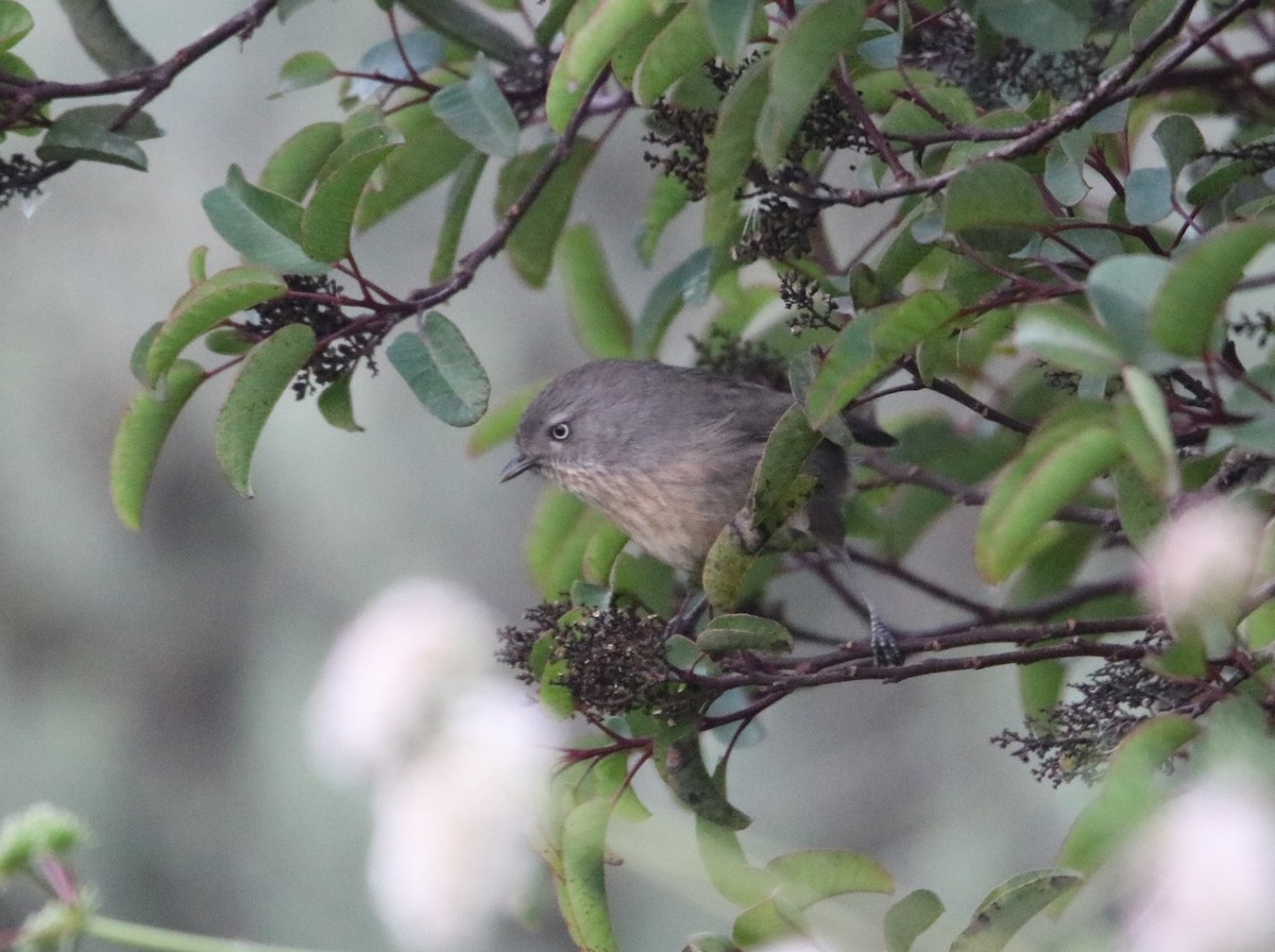 Wrentit - ML647856695