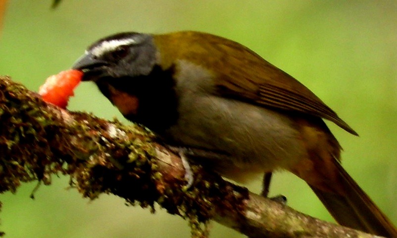 Buff-throated Saltator - ML647856696