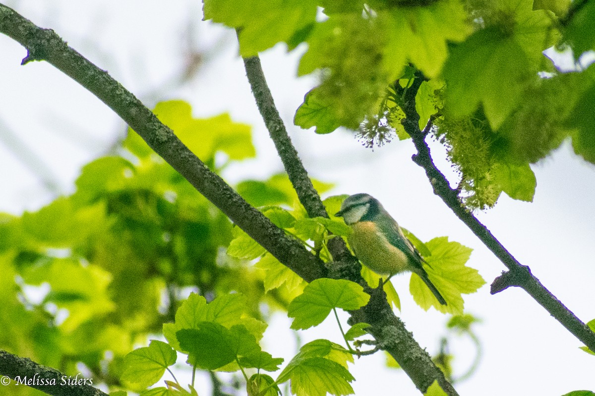 Eurasian Blue Tit - ML647856698