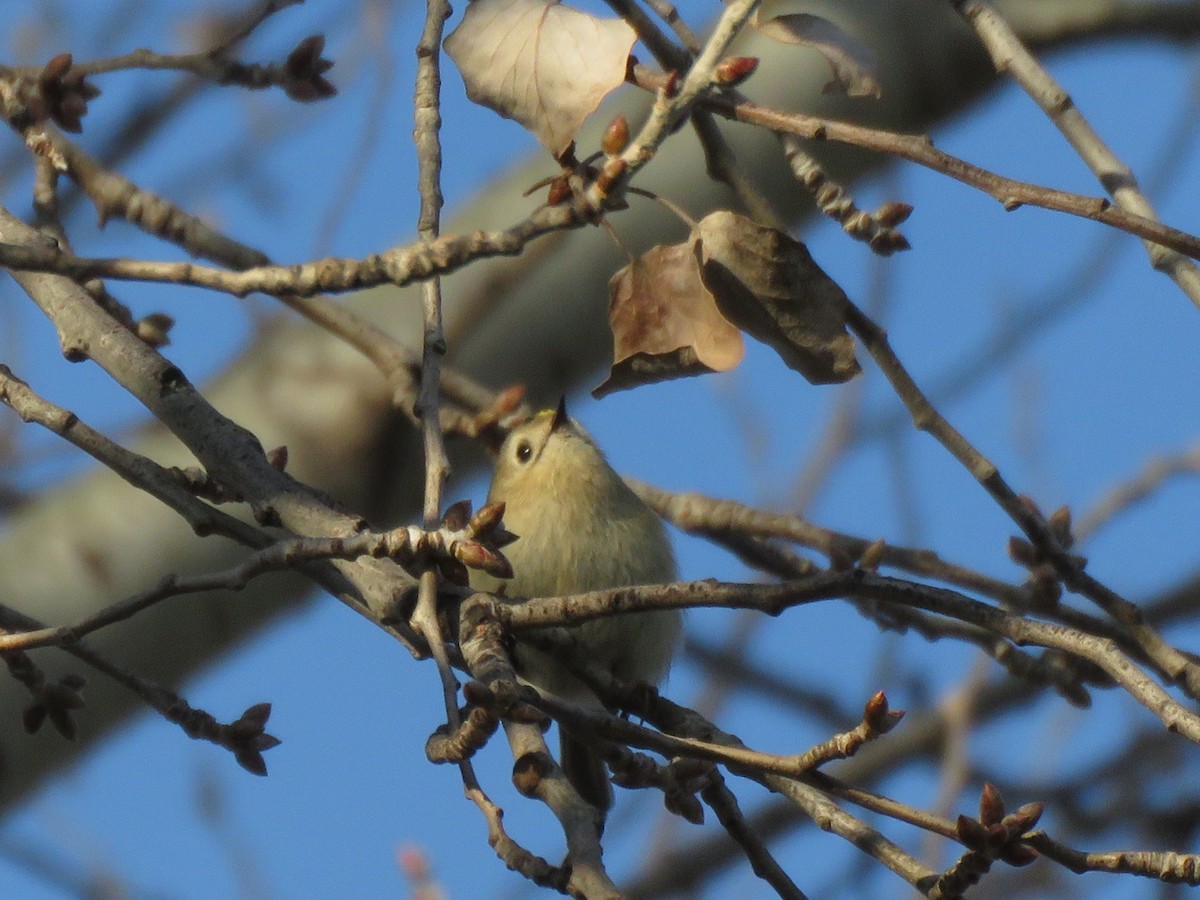 Goldcrest - ML647856699