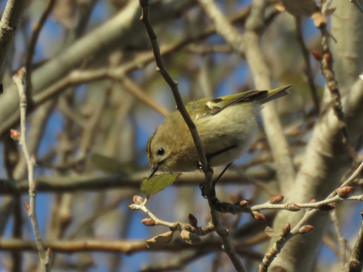 Goldcrest - ML647856700