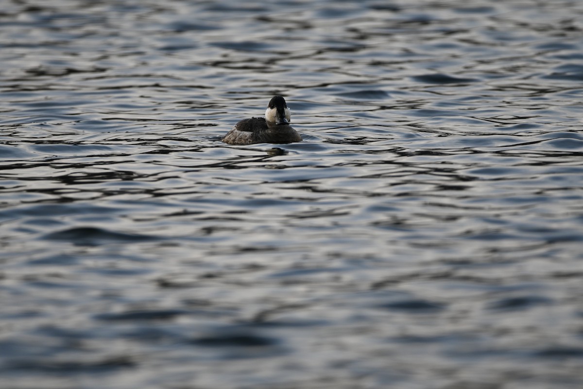 Ruddy Duck - ML647856701