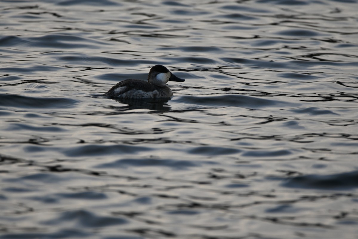 Ruddy Duck - ML647856702