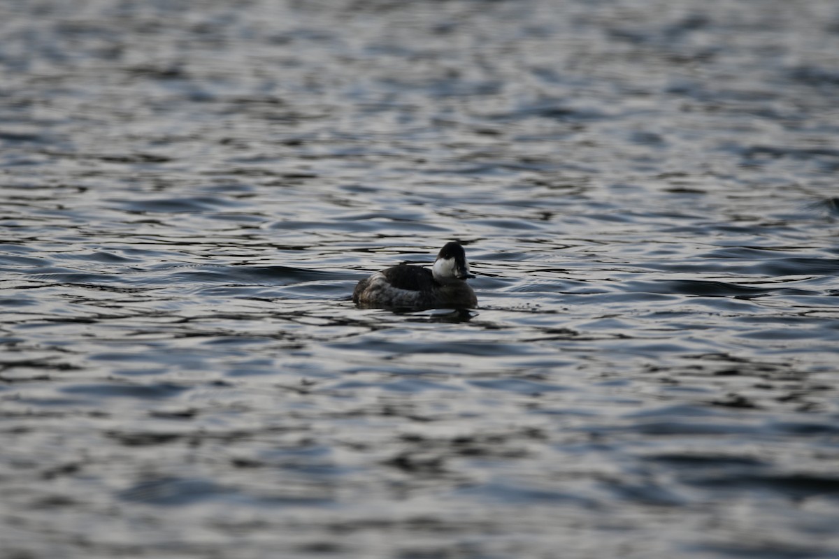 Ruddy Duck - ML647856703