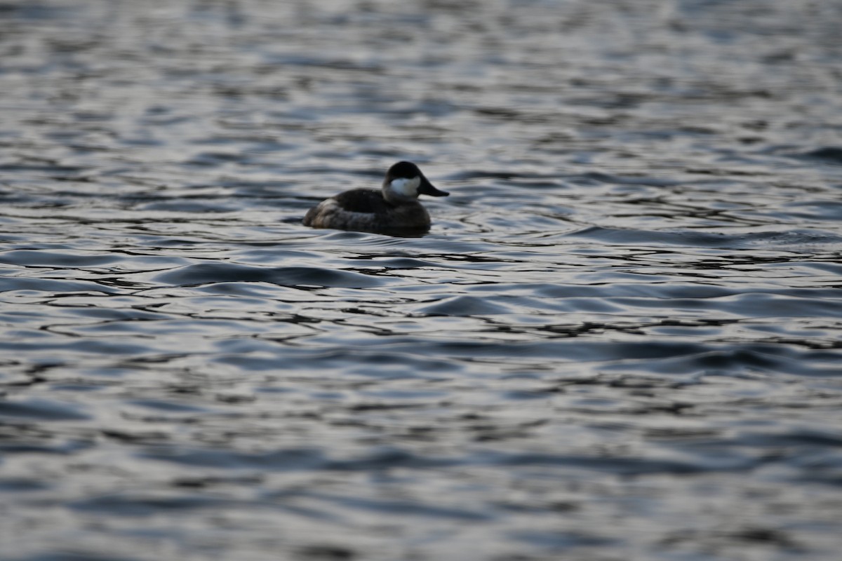 Ruddy Duck - ML647856704