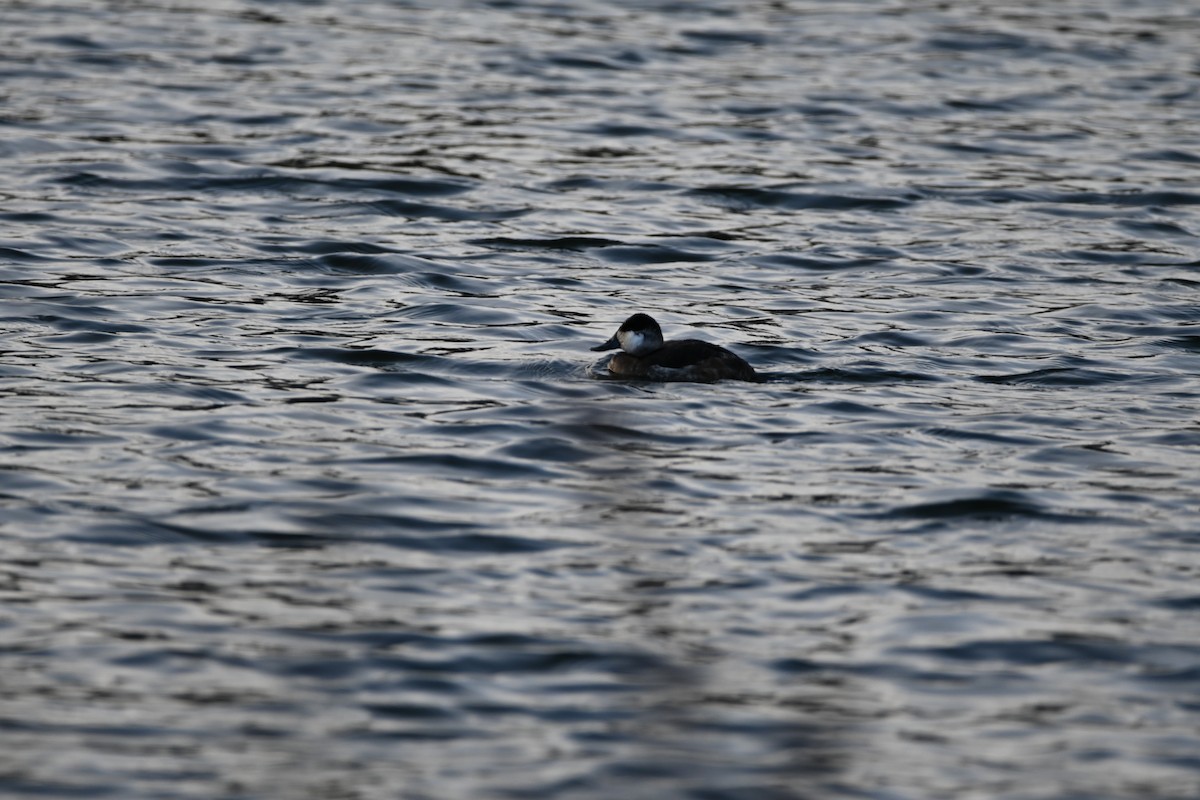 Ruddy Duck - ML647856705
