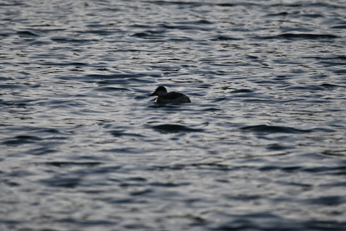 Ruddy Duck - ML647856708