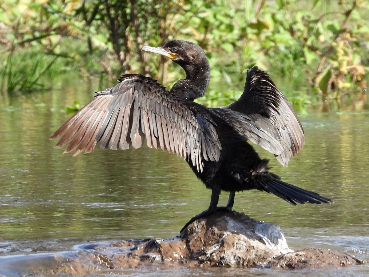 Neotropic Cormorant - ML647856710