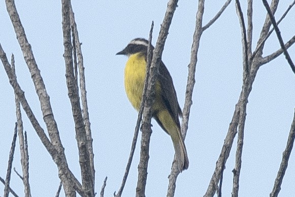 Social Flycatcher (Social) - ML647856711