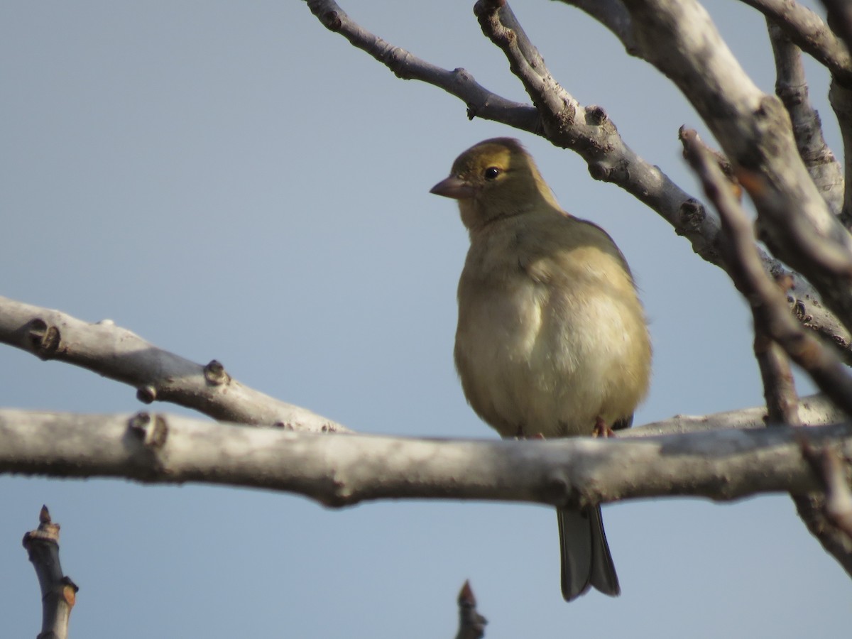 Common Chaffinch - ML647856713