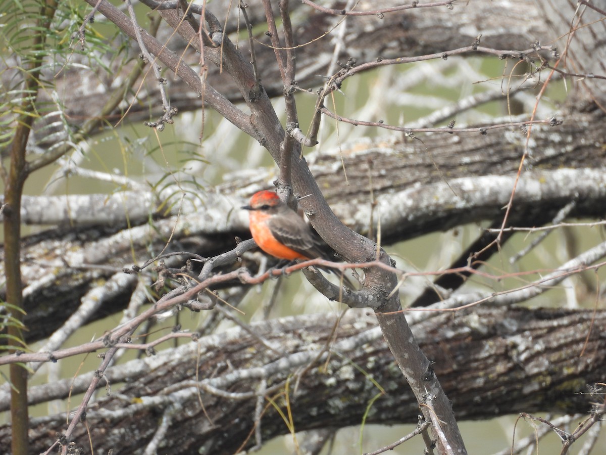 Vermilion Flycatcher - ML647856715