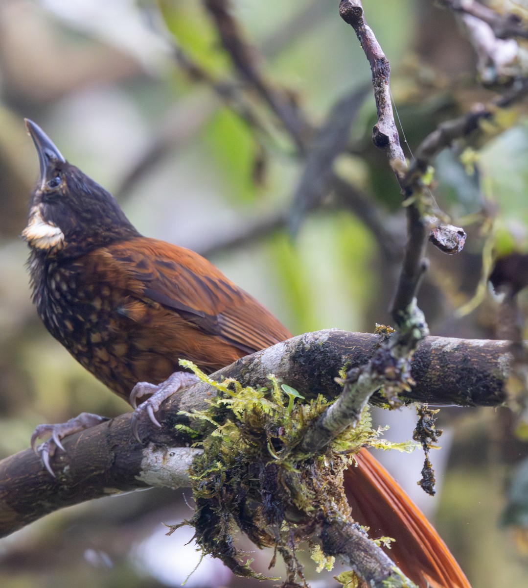 Pacific Tuftedcheek - ML647856717