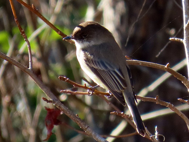 Eastern Phoebe - ML647856718