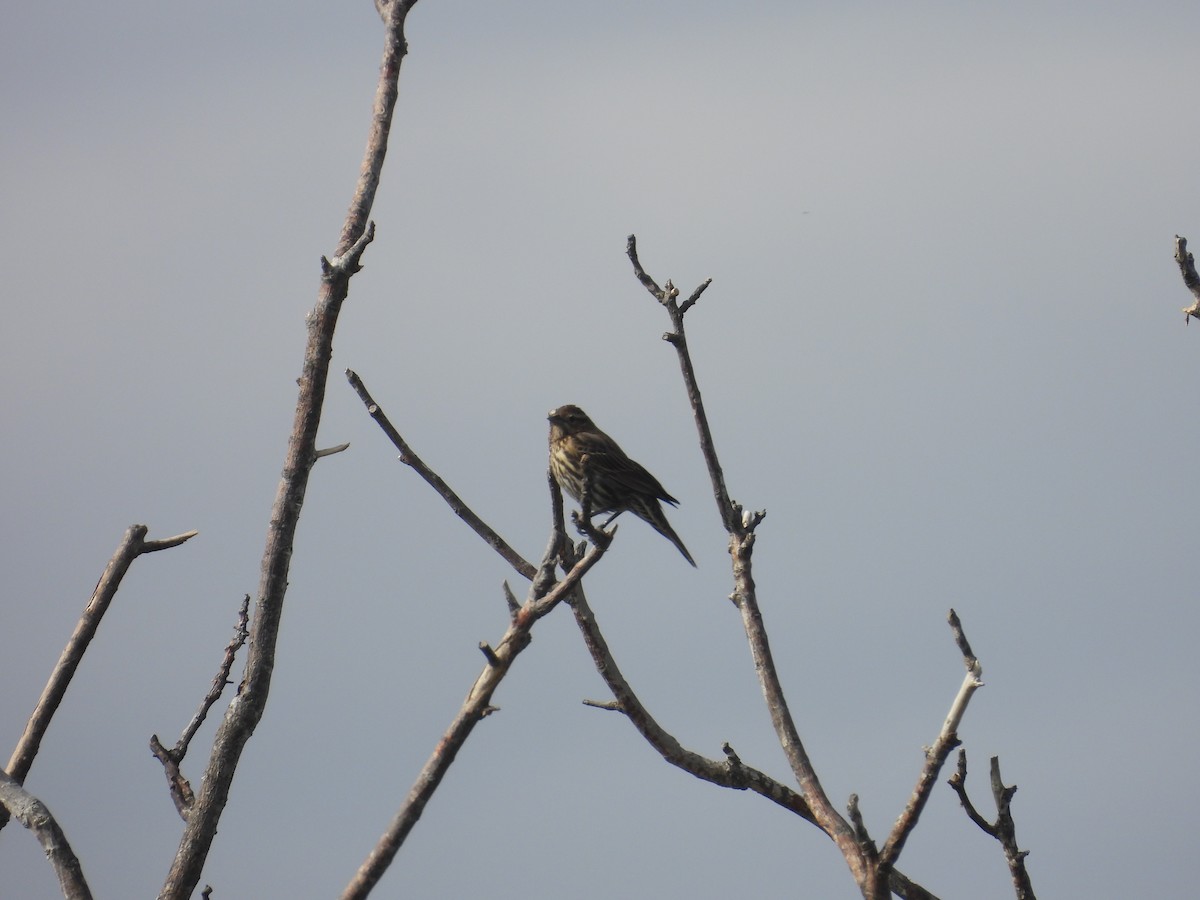 Carouge à épaulettes - ML647856734