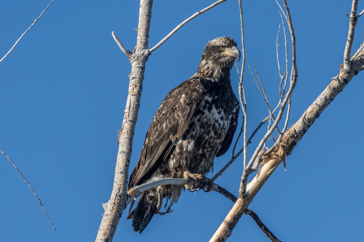 Pigargo Americano - ML647856755